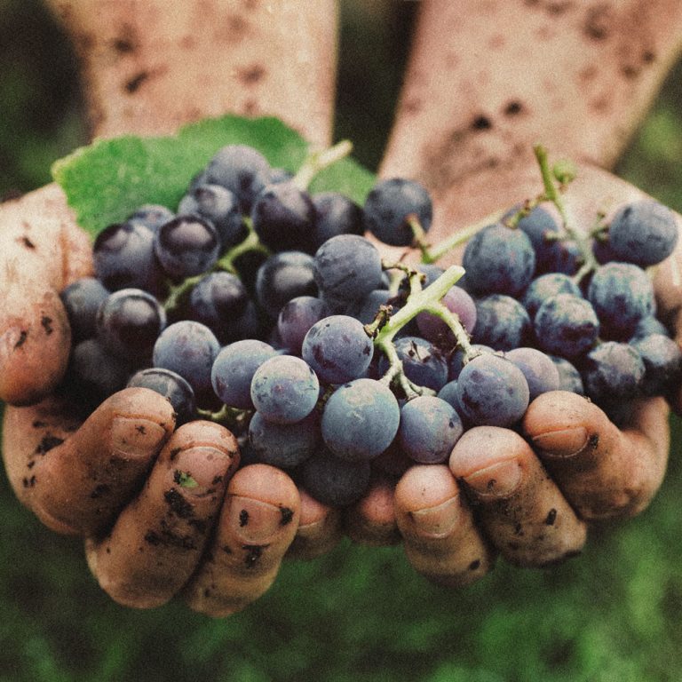 Grape seed extract: a powerful anti-inflammatory