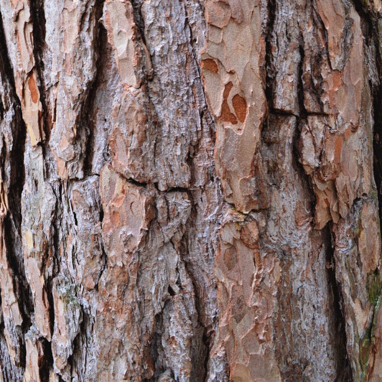 OPC Pine bark extract
