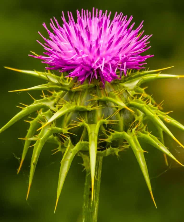Milk thistle: the ultimate liver remedy